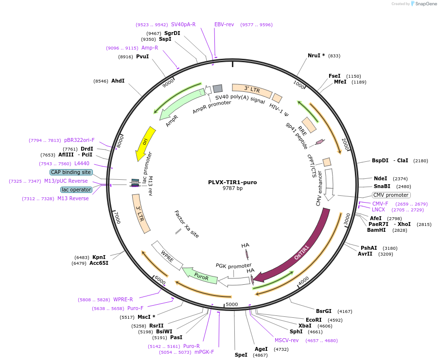 246223-plasmid-map-sequence-id-487557