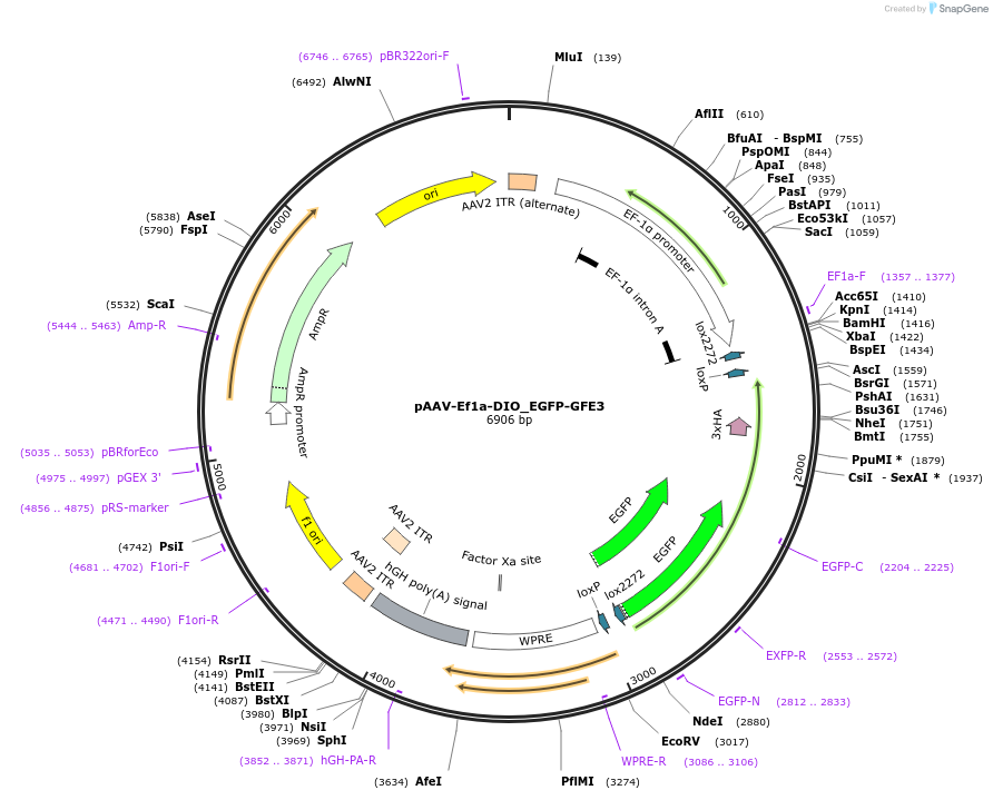 79871-plasmid-map-sequence-id-487562