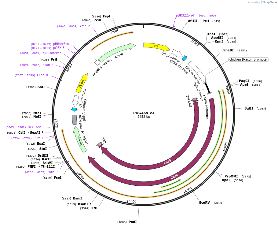 226958-plasmid-map-sequence-id-487610