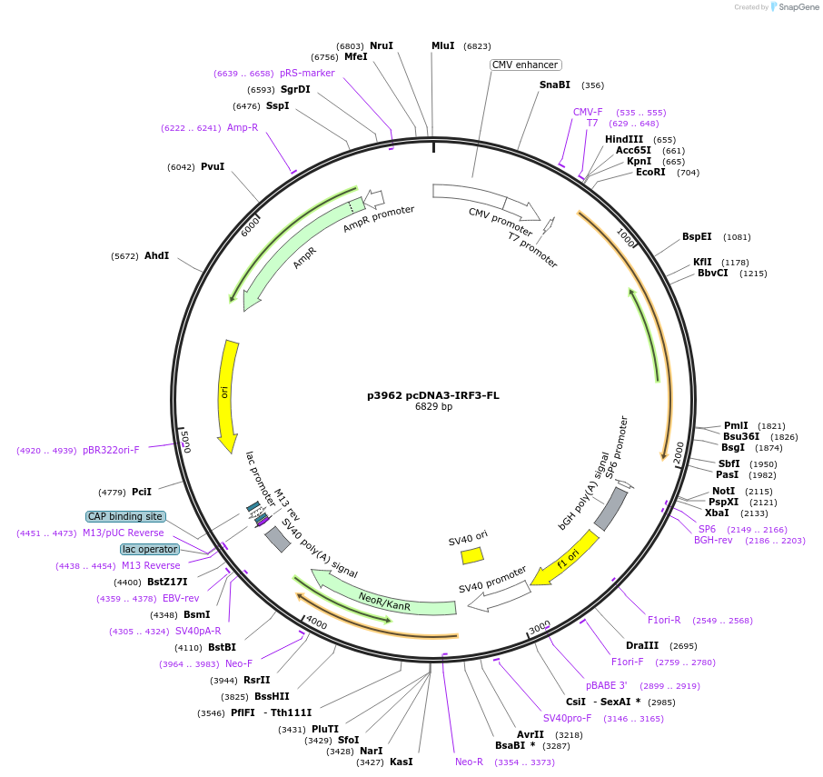 22860-plasmid-map-sequence-id-487625