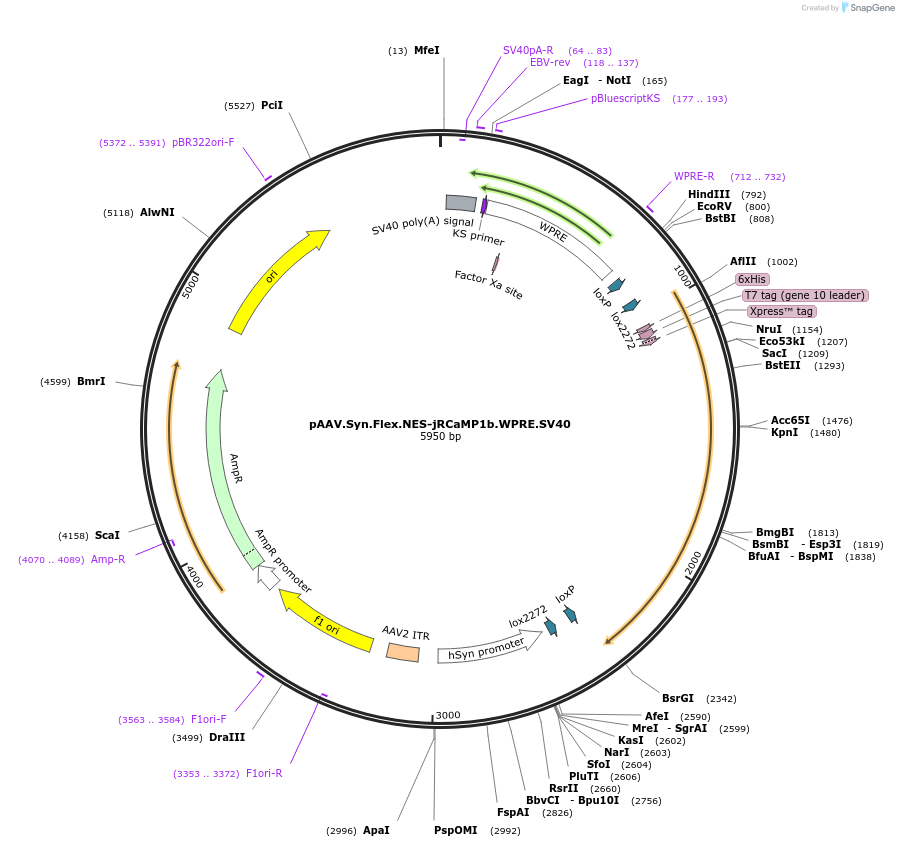100850-plasmid-map-sequence-id-487629