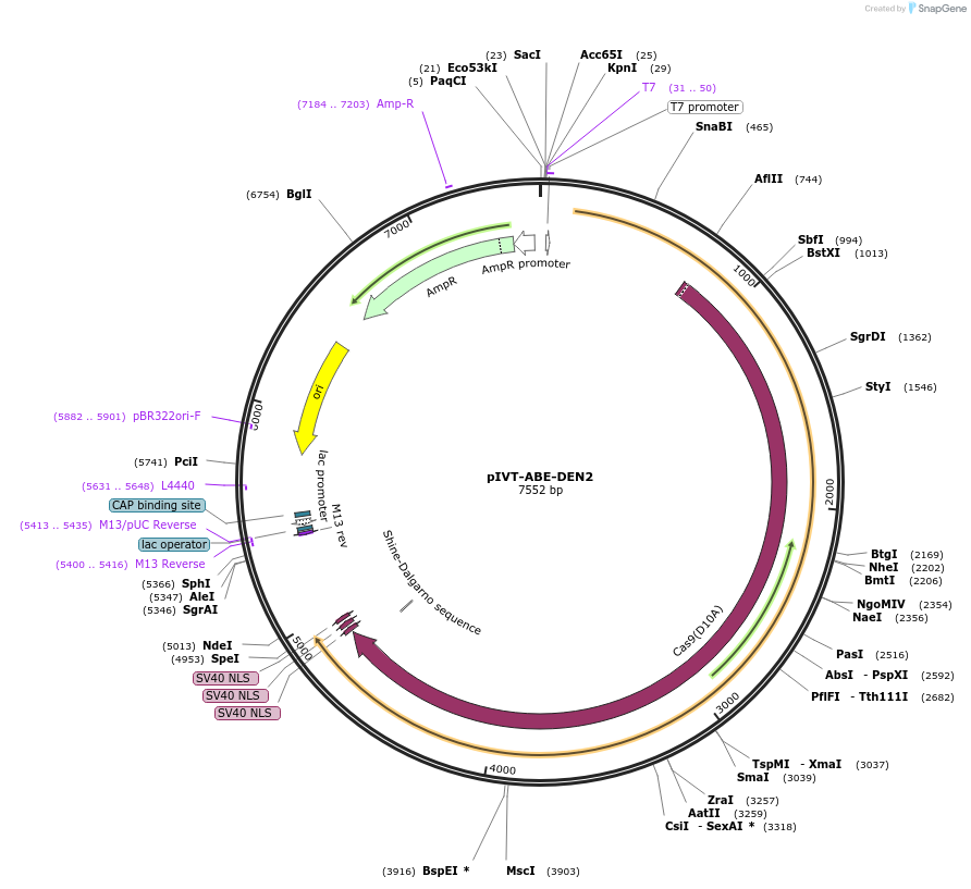 238020-plasmid-map-sequence-id-487631
