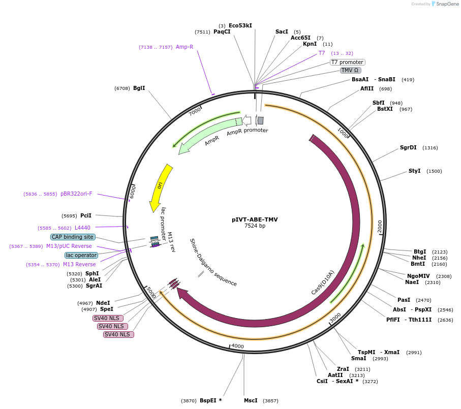 238021-plasmid-map-sequence-id-487632