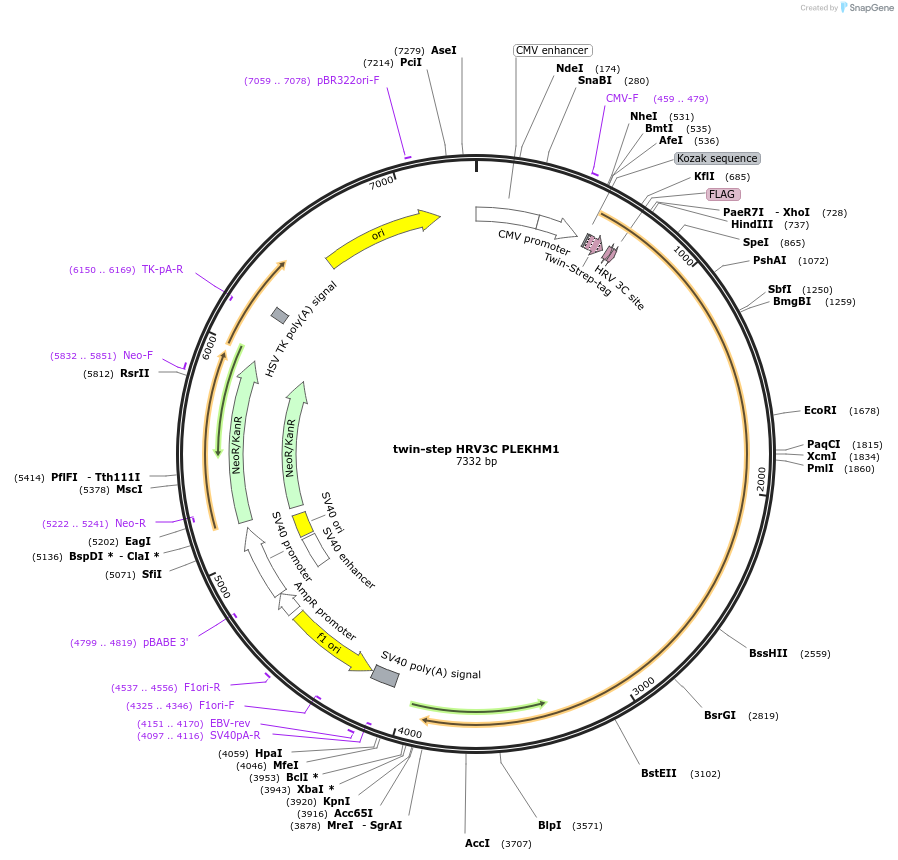 245058-plasmid-map-sequence-id-487636
