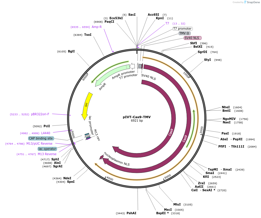 238016-plasmid-map-sequence-id-487640