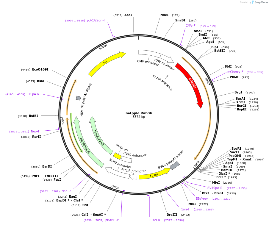 245011-plasmid-map-sequence-id-487641