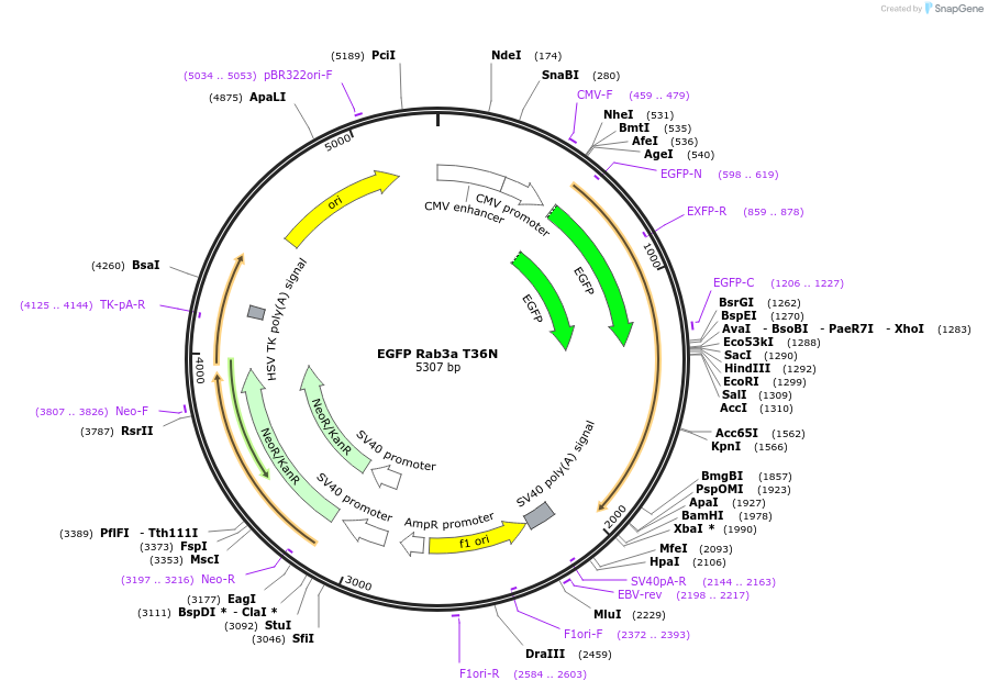 245014-plasmid-map-sequence-id-487643