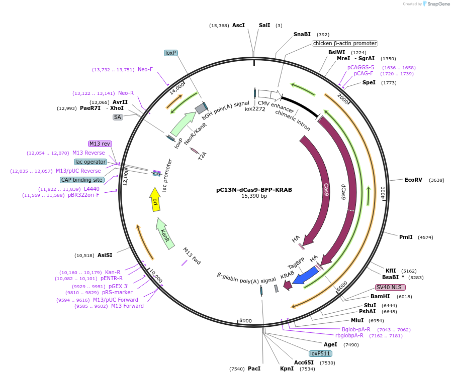 127968-plasmid-map-sequence-id-487656