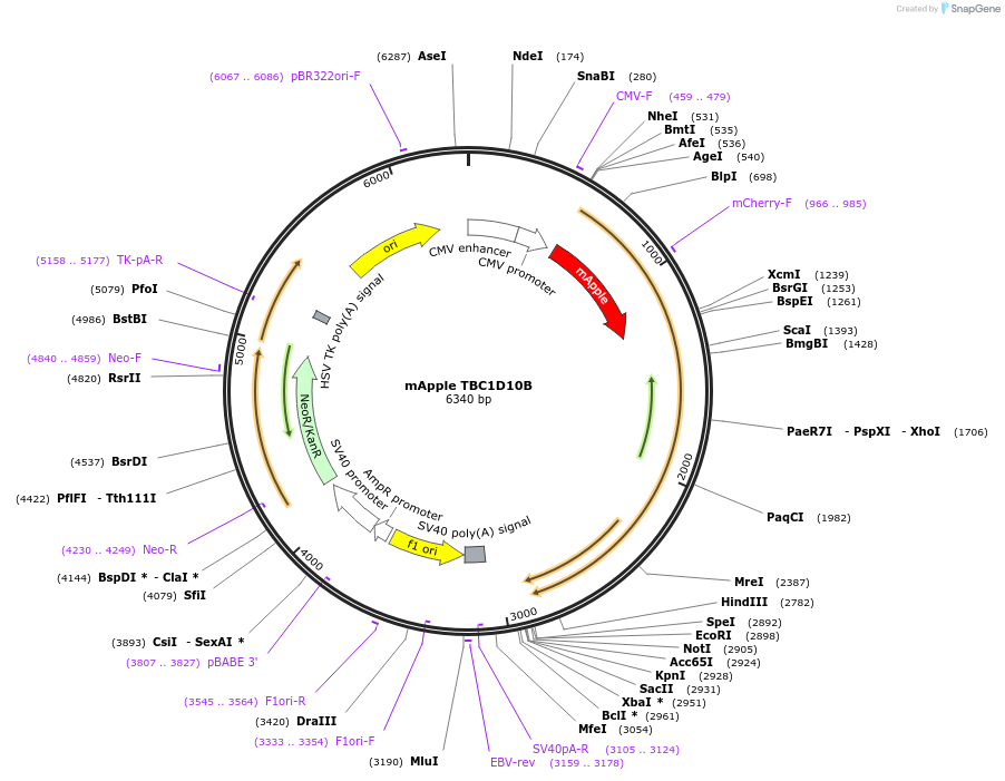 245056-plasmid-map-sequence-id-487702