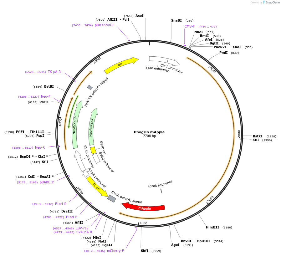 245045-plasmid-map-sequence-id-487704