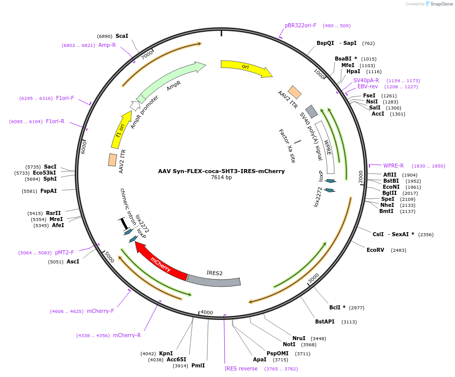 242195-plasmid-map-sequence-id-487707
