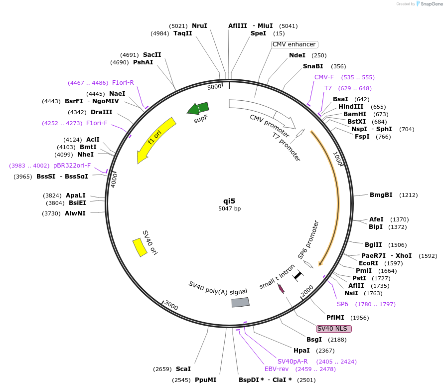 24501-plasmid-map-sequence-id-487708