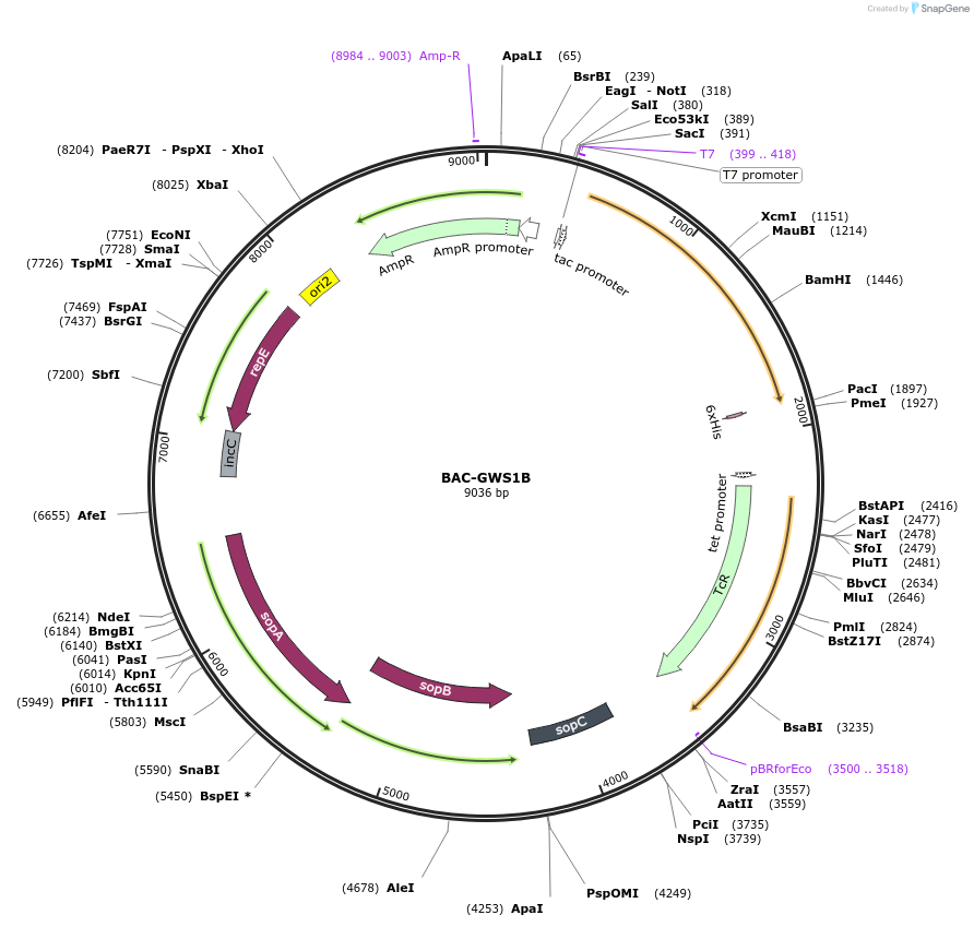 239581-plasmid-map-sequence-id-487709