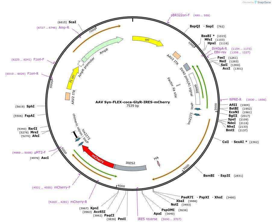 242196-plasmid-map-sequence-id-487710