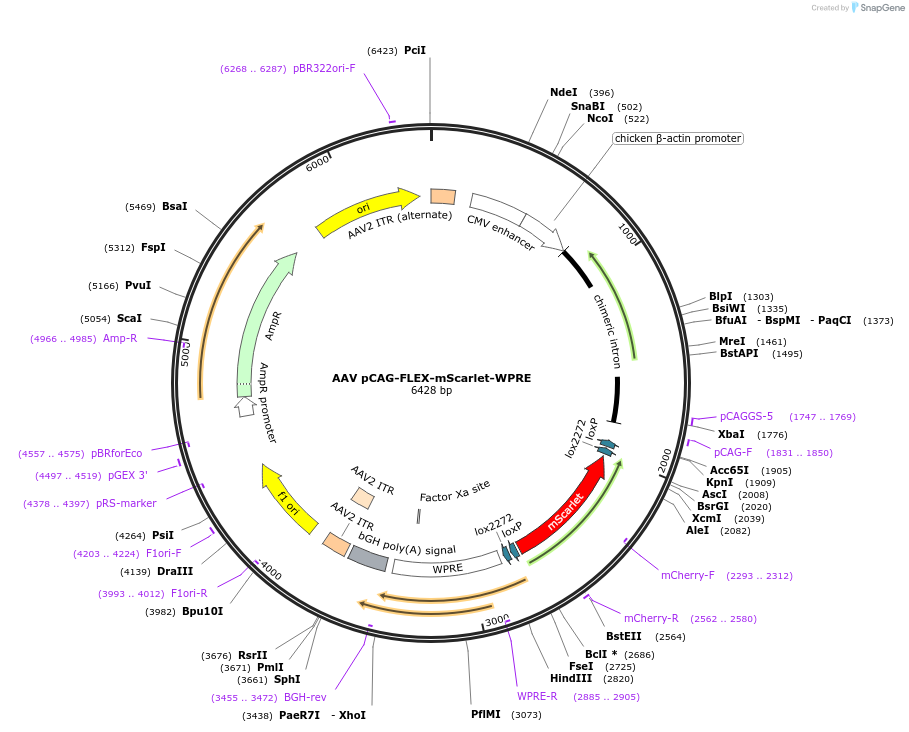 99280-plasmid-map-sequence-id-487711