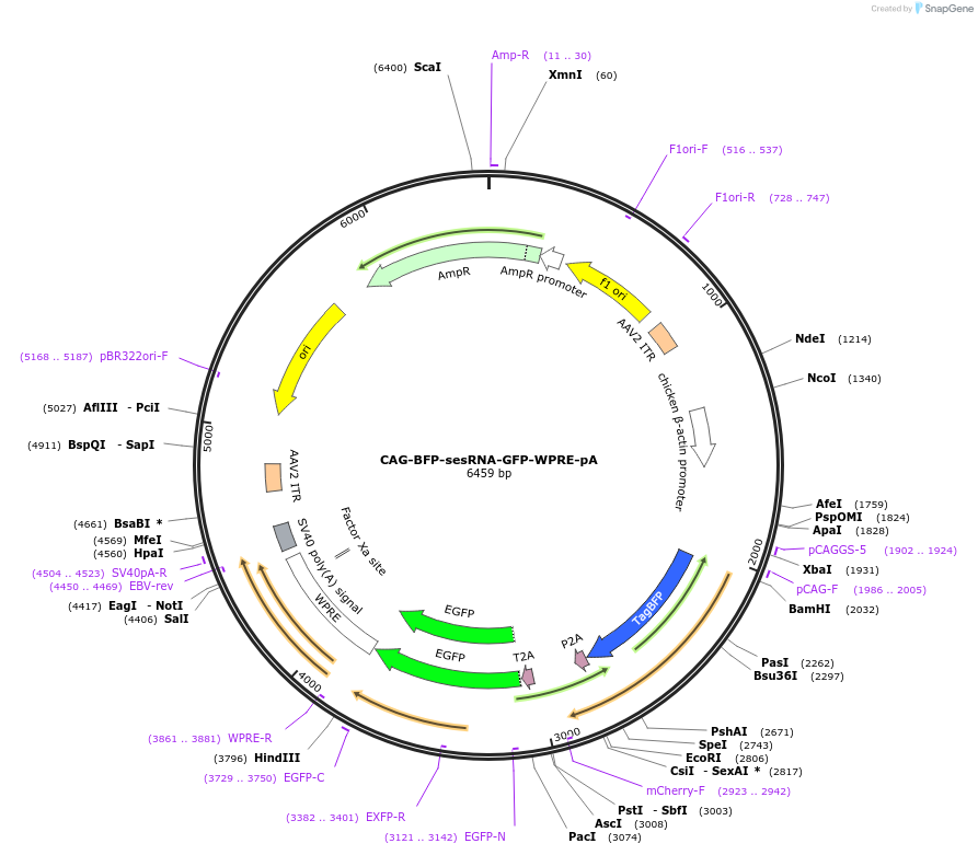 192063-plasmid-map-sequence-id-487716
