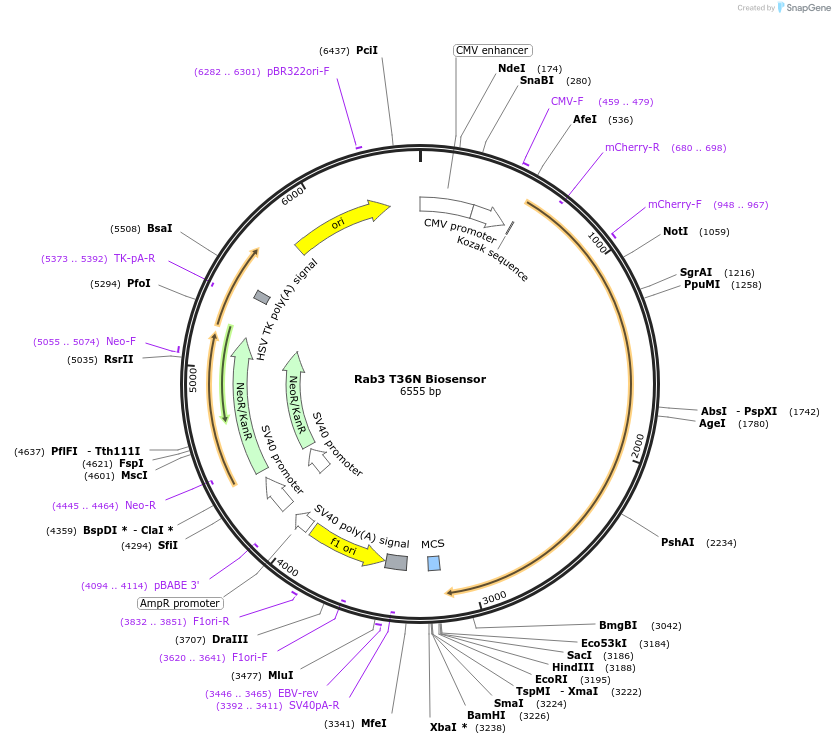 245015-plasmid-map-sequence-id-487717
