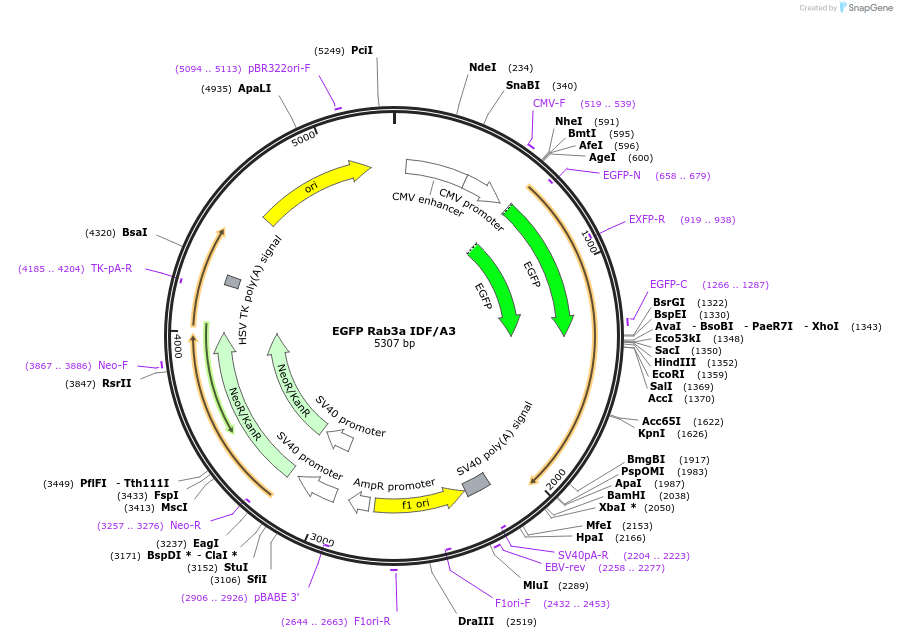 245016-plasmid-map-sequence-id-487718