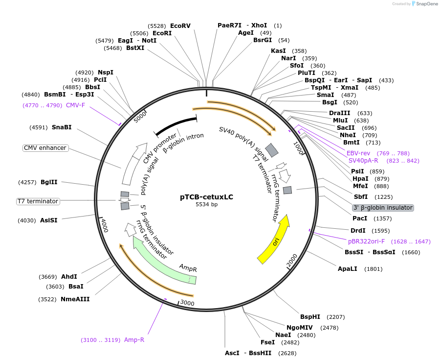 237374-plasmid-map-sequence-id-487852