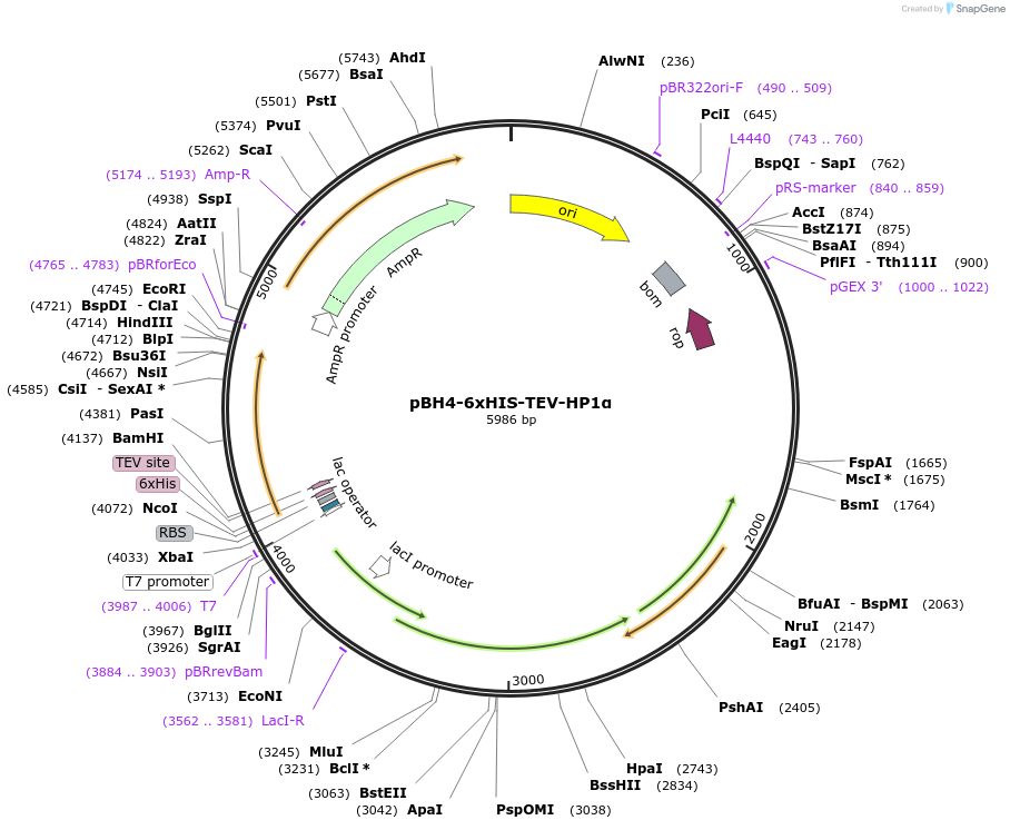 243658-plasmid-map-sequence-id-487859