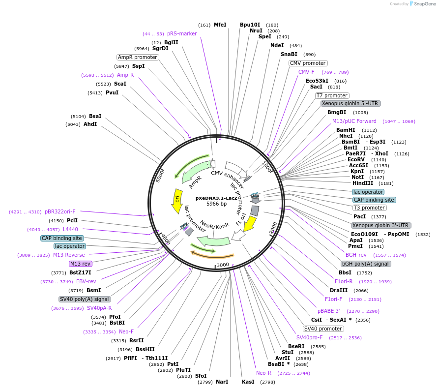 242746-plasmid-map-sequence-id-487866