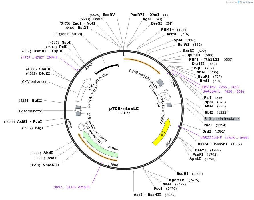 237372-plasmid-map-sequence-id-487868