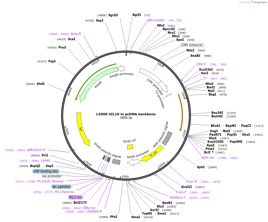 244185-plasmid-map-sequence-id-487872