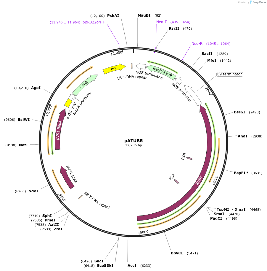245488-plasmid-map-sequence-id-487914