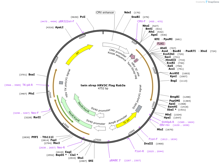 245013-plasmid-map-sequence-id-487947
