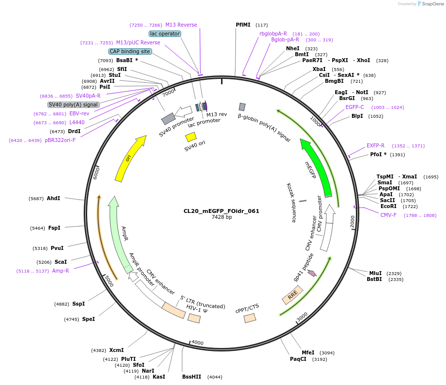 244613-plasmid-map-sequence-id-487972