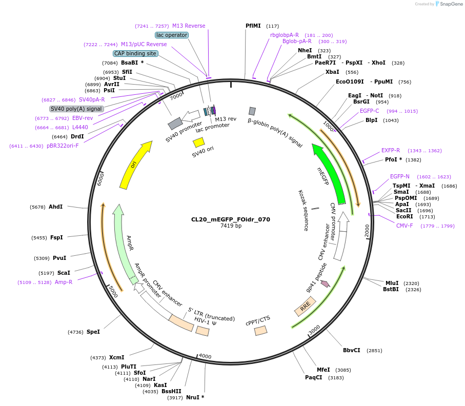 244622-plasmid-map-sequence-id-487979
