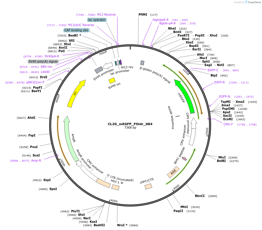 244636-plasmid-map-sequence-id-487991