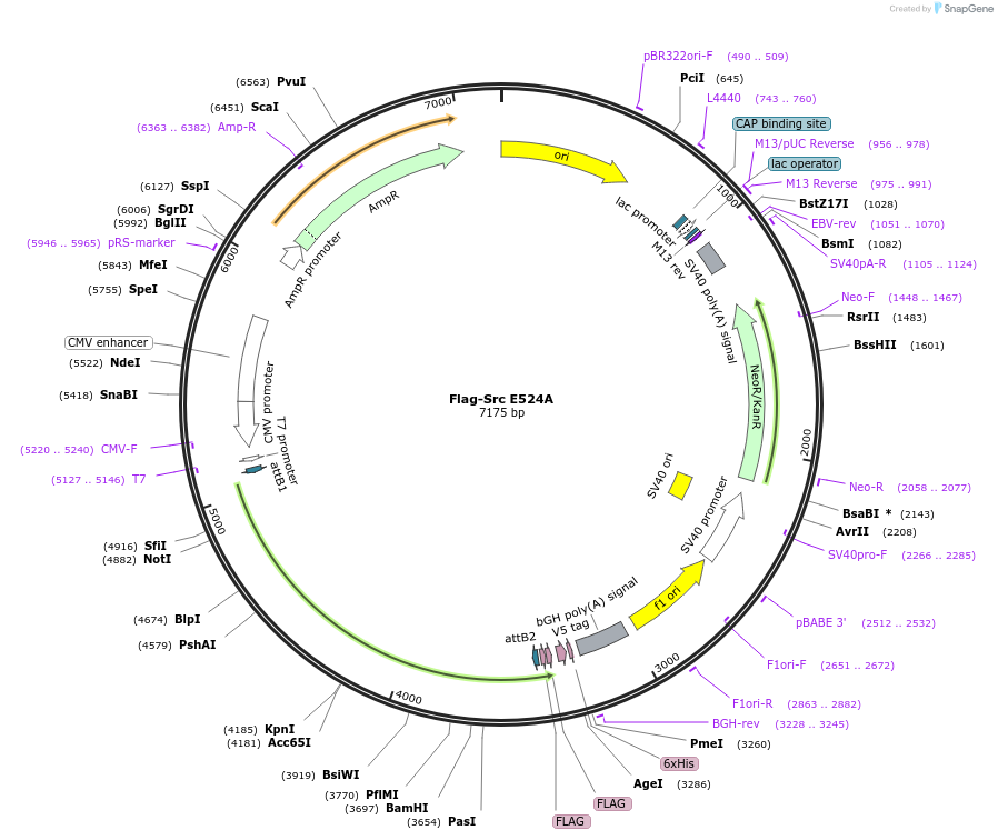 246426-plasmid-map-sequence-id-488009