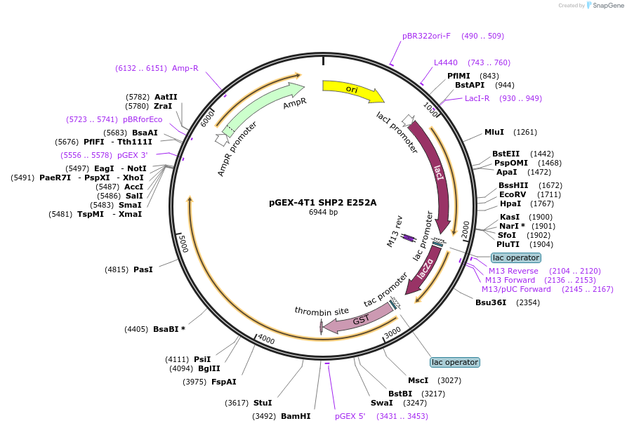 244491-plasmid-map-sequence-id-488010