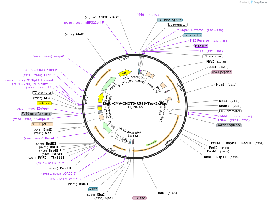 245725-plasmid-map-sequence-id-488020