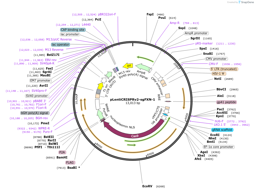 246017-plasmid-map-sequence-id-488028