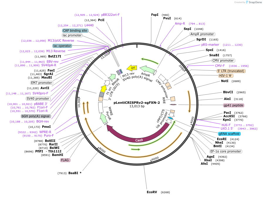 246018-plasmid-map-sequence-id-488029