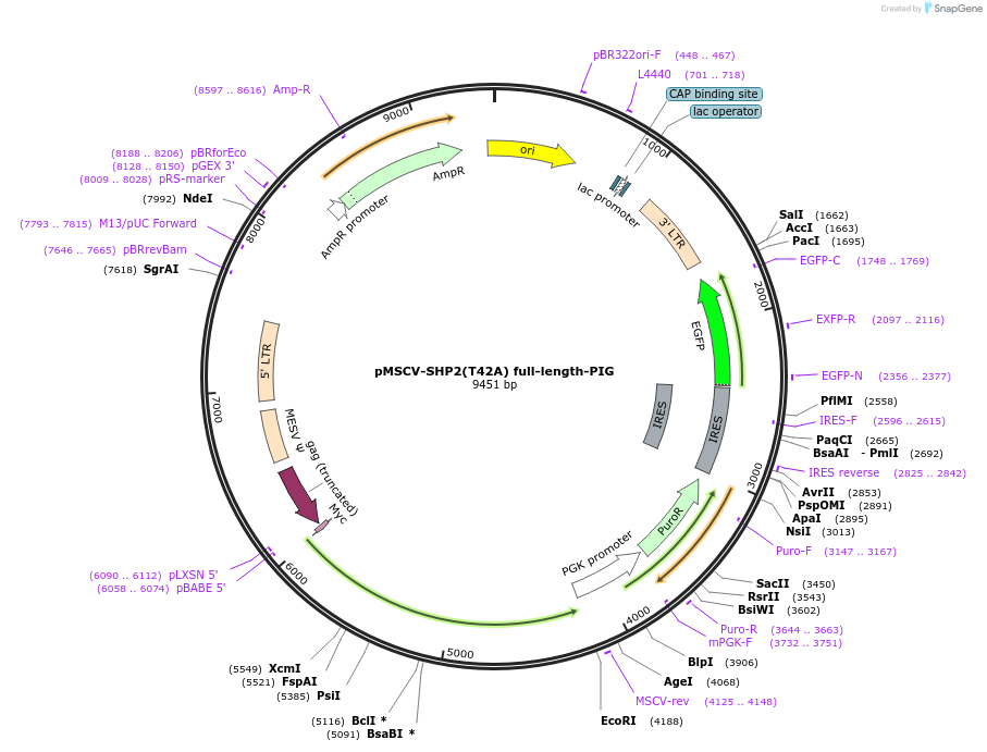 245239-plasmid-map-sequence-id-488038
