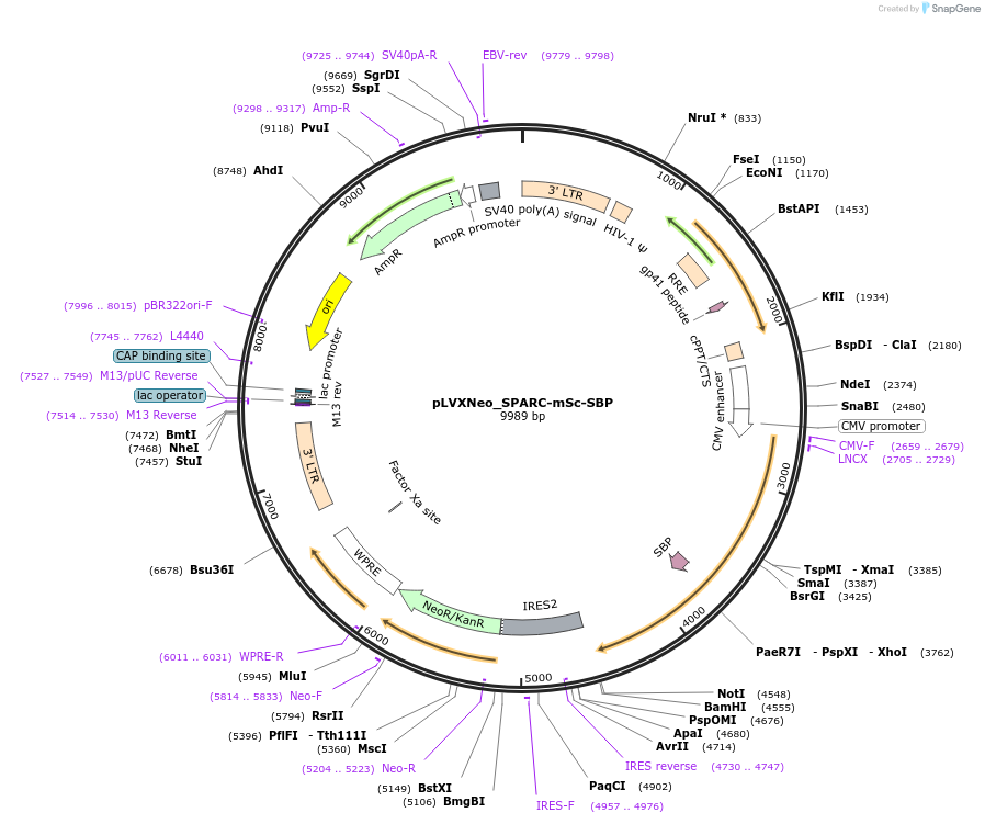 234885-plasmid-map-sequence-id-488113