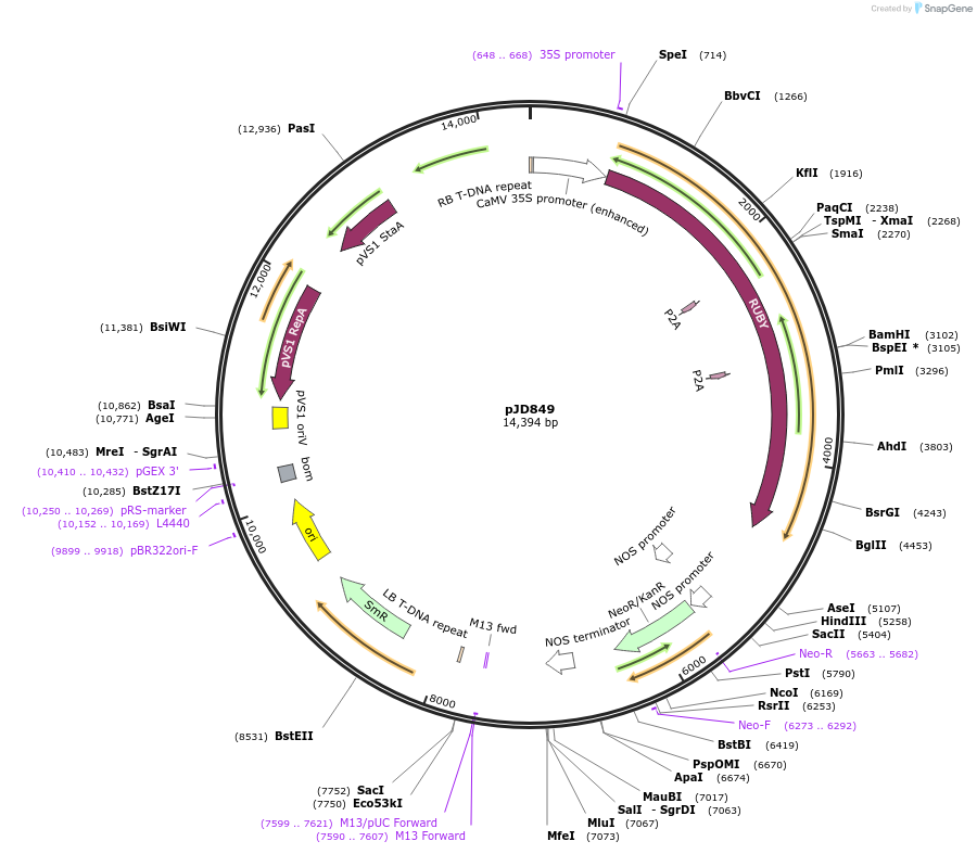 245490-plasmid-map-sequence-id-488119