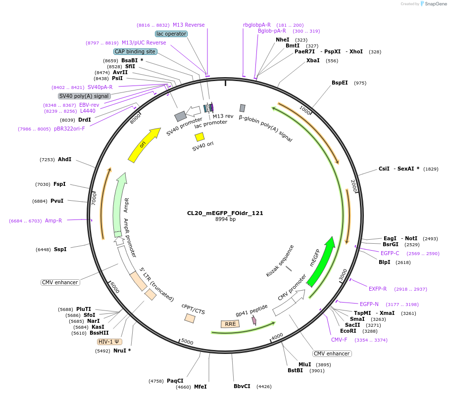 244673-plasmid-map-sequence-id-488144