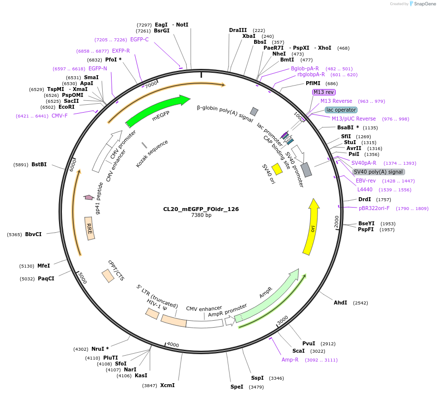 244678-plasmid-map-sequence-id-488149