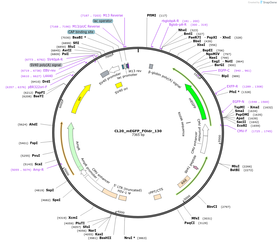 244682-plasmid-map-sequence-id-488153