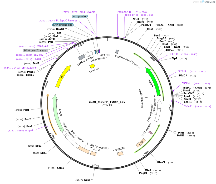 244721-plasmid-map-sequence-id-488189