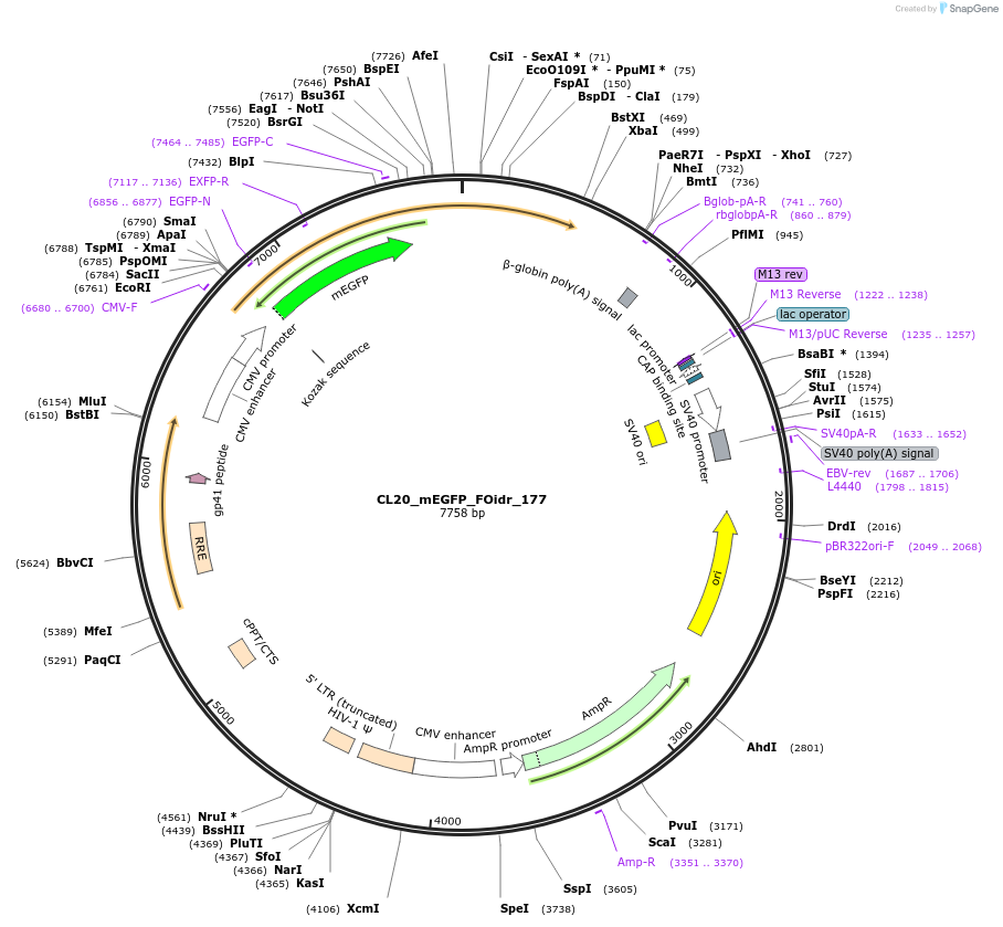 244729-plasmid-map-sequence-id-488197