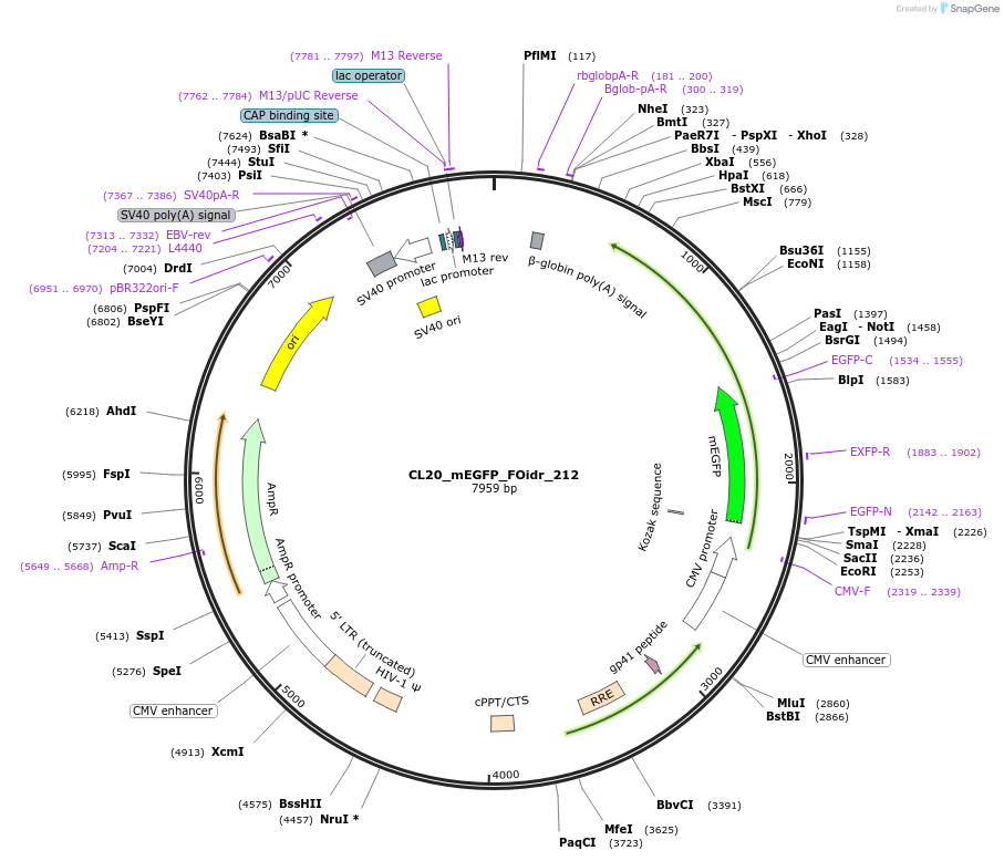 244764-plasmid-map-sequence-id-488227