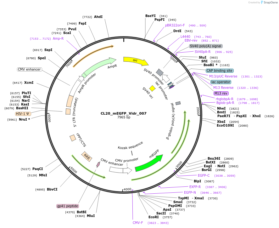 244774-plasmid-map-sequence-id-488237