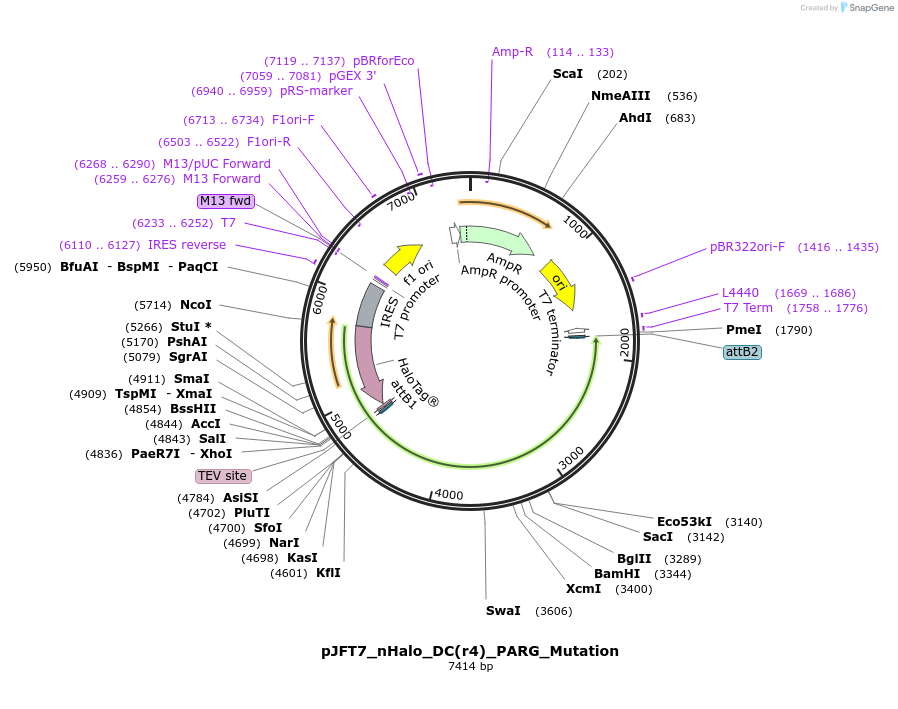 240316-plasmid-map-sequence-id-488268