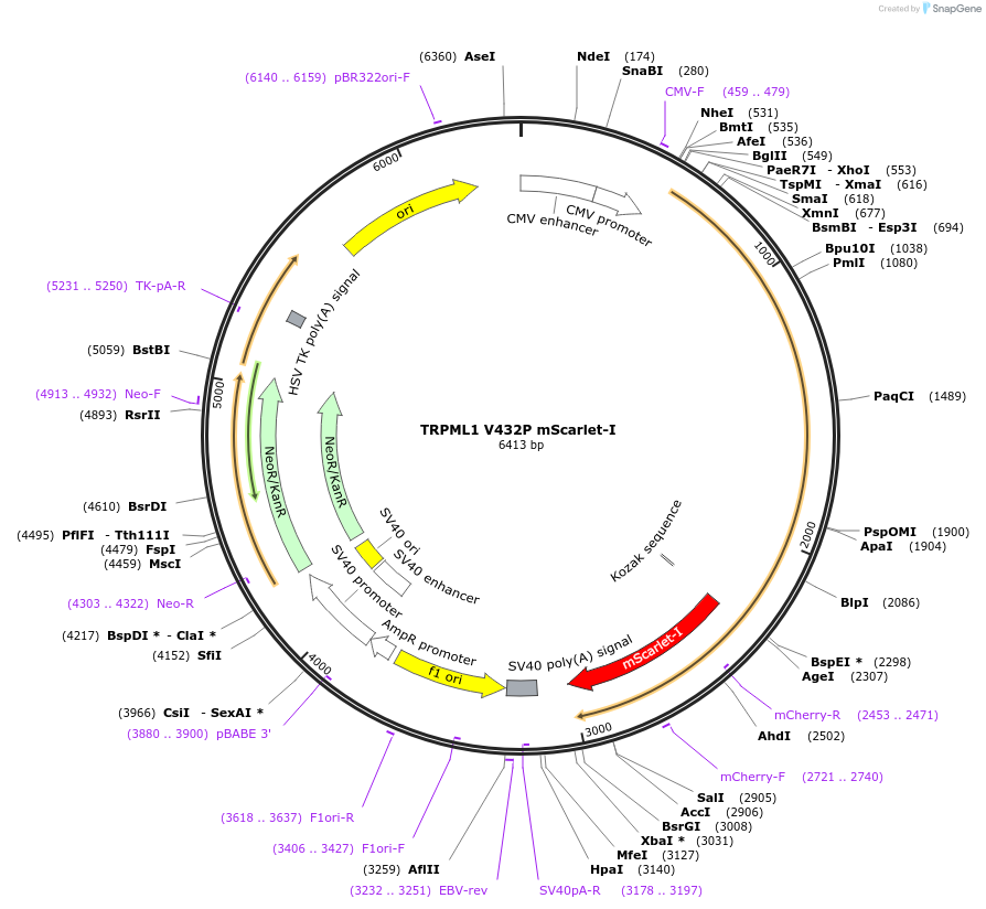 245041-plasmid-map-sequence-id-488270