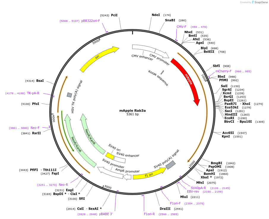 245010-plasmid-map-sequence-id-488272